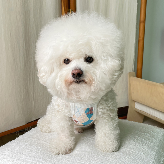 바이담수미 강아지 다이아체크 베어 나시, 블루, 1개