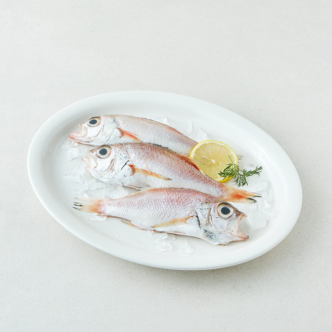 미감어보 국내산 손질 효온처리 통금태 (냉장), 1개, 280g(3미)