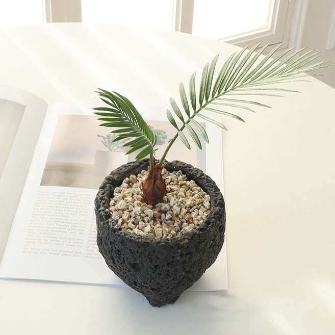 모리앤 화산석 화분에 심은 미니소철, 그린, 1개