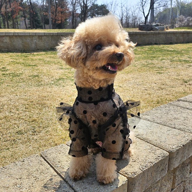 바이굄 강아지 프릴 망사 올인원, 블랙, 1개