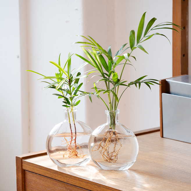 메이크정글 수경재배 식물 나한송 + 테이블야자 글래시 16 DIY 세트, 투명(유리병), 1세트