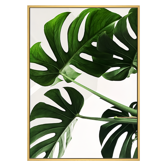 波羅選畫所 主題選畫 植物 神采飛揚-龜背竹, 木色