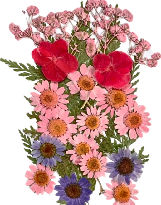 A-ONE 匯旺 真花壓花 中花包 BB04 2包, 粉紅佳人