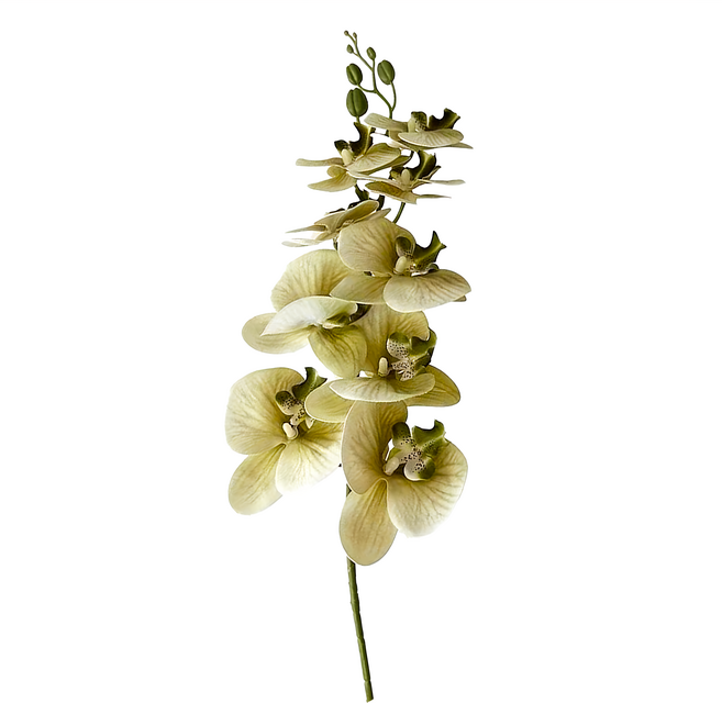 快豹 Orchid仿真花 九頭膠片蝴蝶蘭 抹茶綠 6支 花藝設計