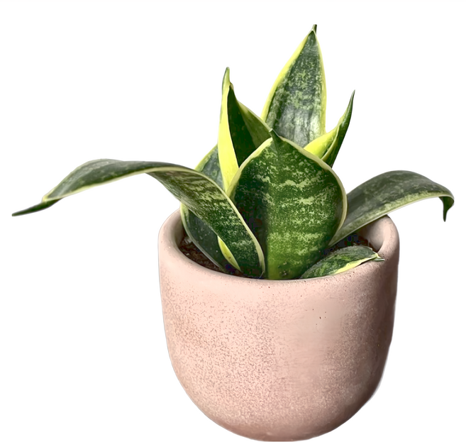 特大圓柱水泥盆, 莫蘭迪紅色, 1個