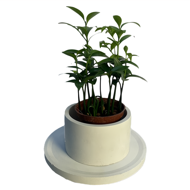 特大圓柱水泥盆, 水泥白, 1個