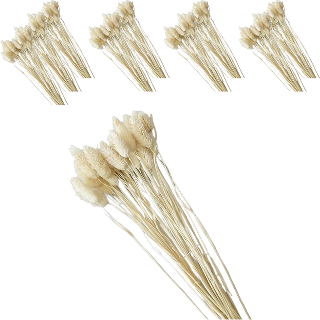 寶石草乾燥花 50支組, 白色