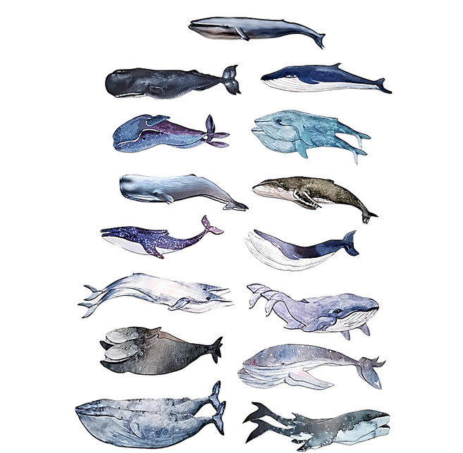 MoCard 水彩鯨魚書籤30入, 水彩鯨魚, 1組