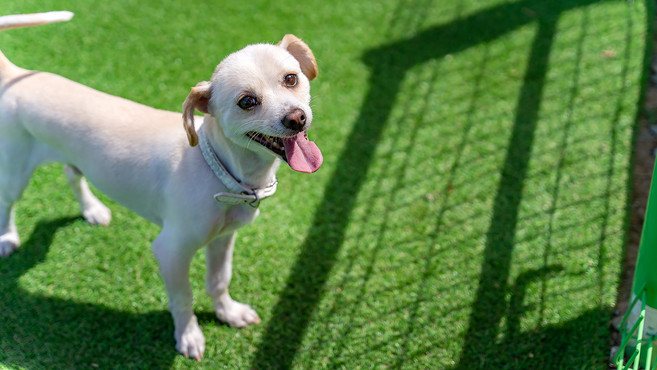 [강릉시] |와우회원10%할인| 강릉 수와래 애견 동반 펜션