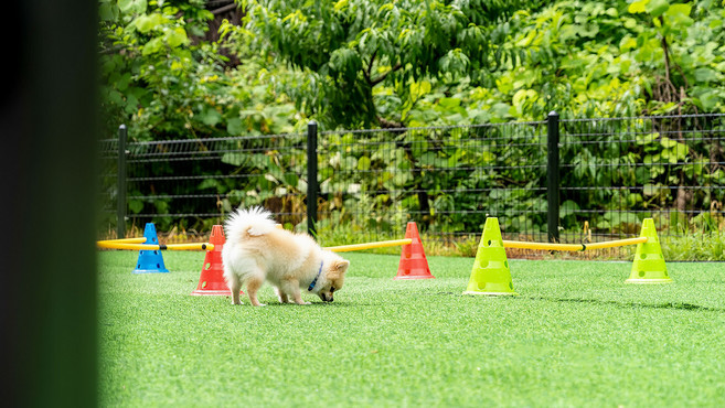 [포천시] 포천 자연과사람들애견동반펜션