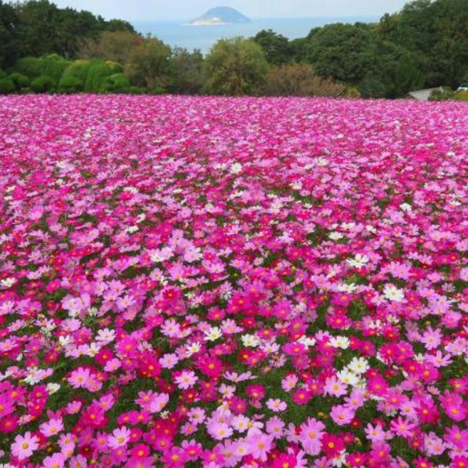 4위 - [후쿠오카] Nokoshima Island Park Villa Sakimori