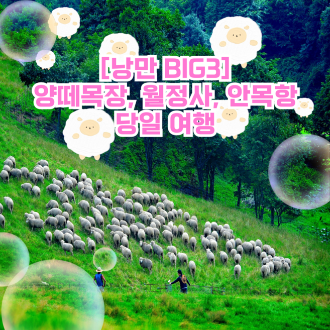 [강원] [지원특가]낭만 BIG3! 대관령양떼목장, 월정사, 안목항커피거리 여행
