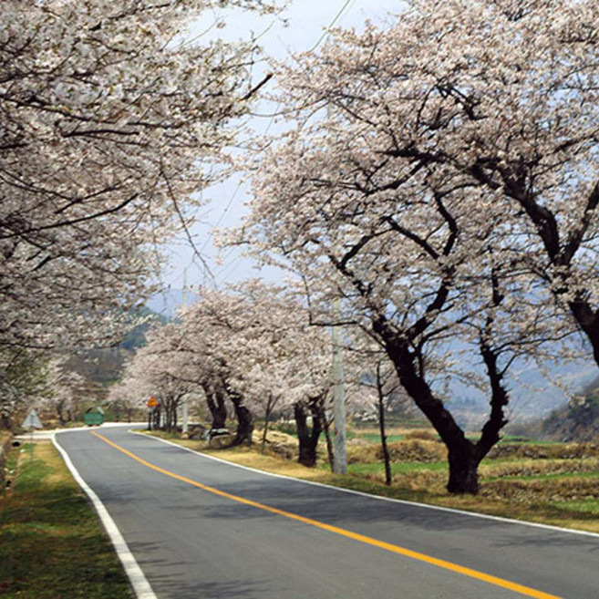 [KTX봄꽃] 철길위로 쏟아지는 벚꽃. 진해군항제 벚꽃축제 당일기차여행