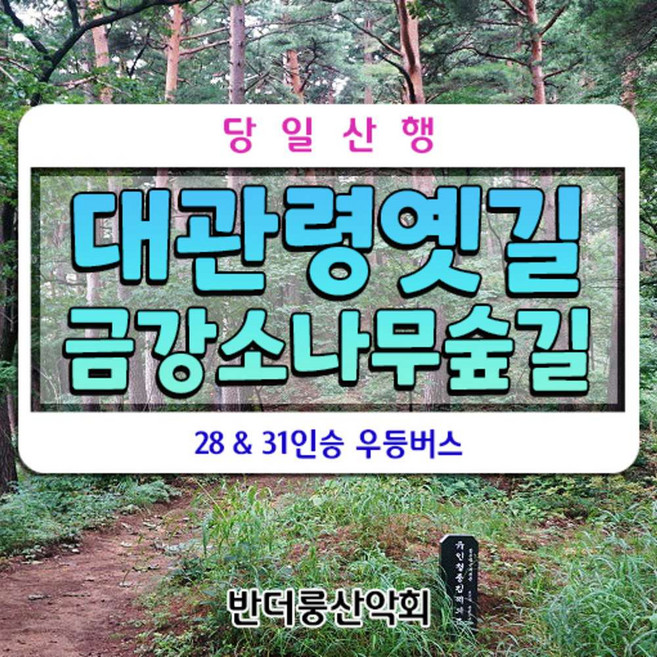[대관령] 대관령옛길 금강소나무숲길 안목항커피거리 100년만에개방
