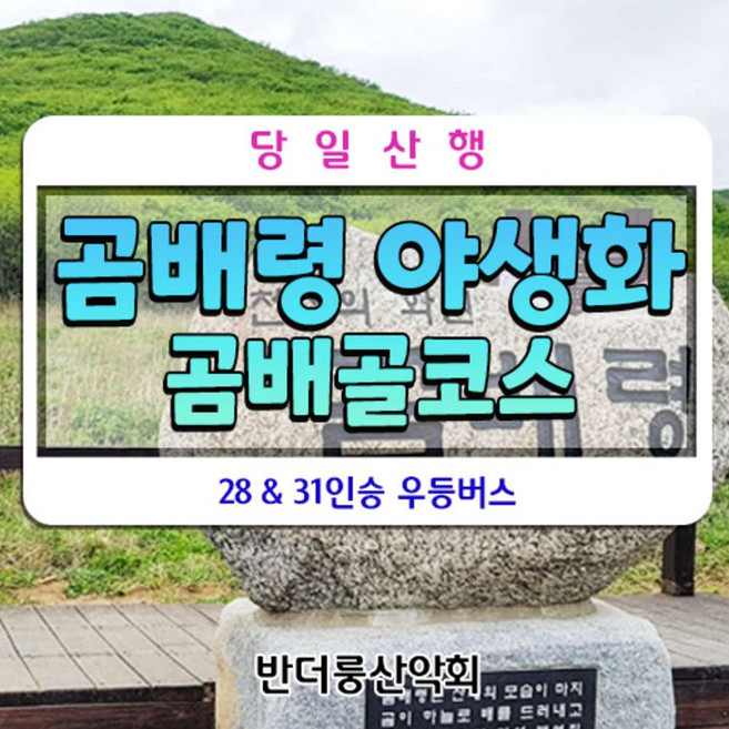 [강원인제] 곰배령 야생화 곰배골코스 28인승 리무진버스