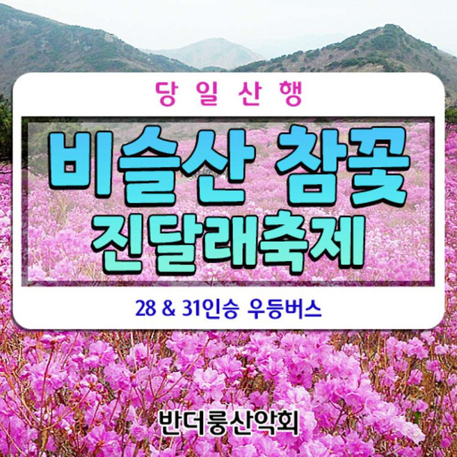 [대구 달성] 비슬산 참꽃 진달래축제 28인승 리무진버스