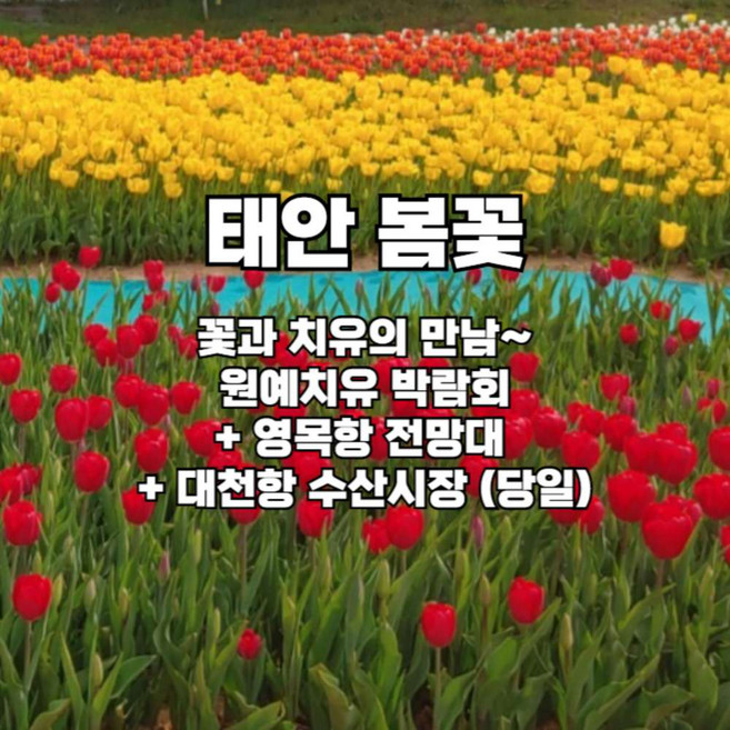 [충청도] 태안봄꽃★235 꽃과치유의만남~원예치유박람회+영목항전망대+대천항수산시장(당일)