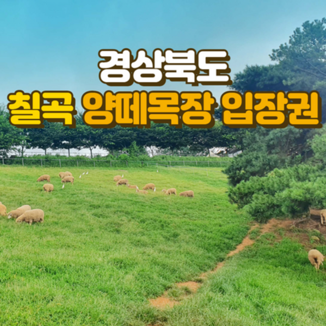 [칠곡] 칠곡양떼목장 입장권