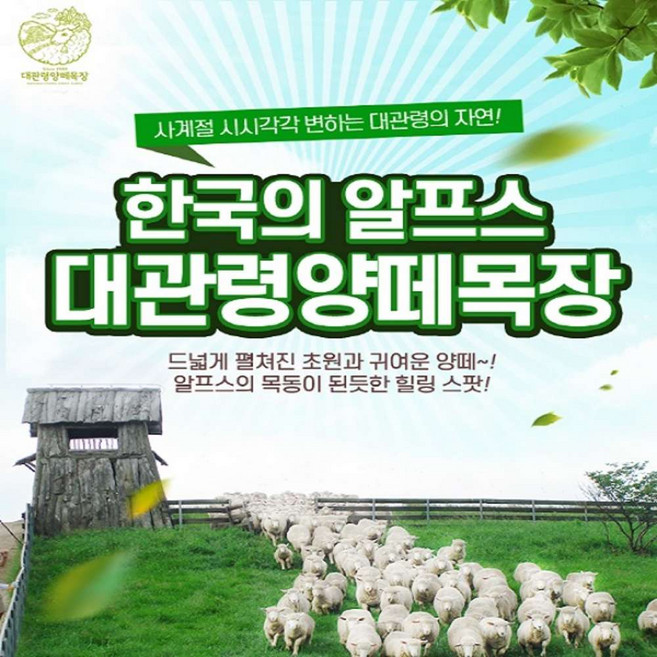 [평창] [구매 후 익일사용 가능] 대관령 양떼목장 입장권 (~05/31)