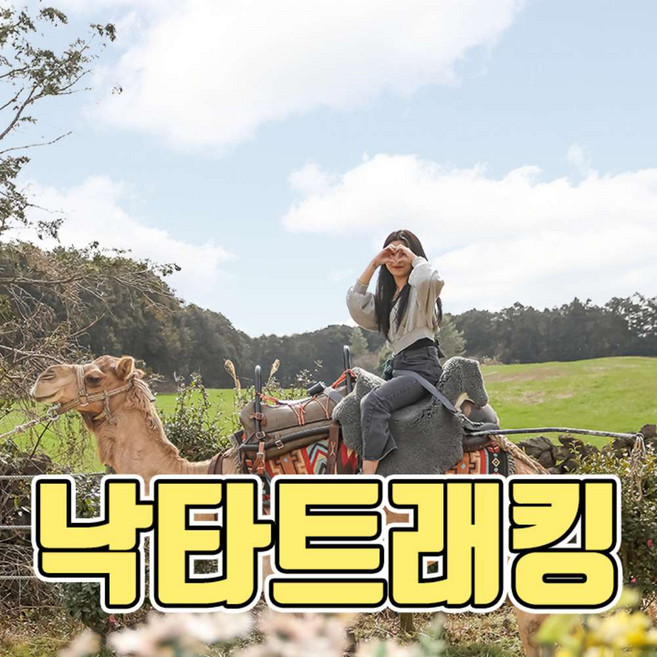 [제주] 낙타트래킹+먹이주기체험