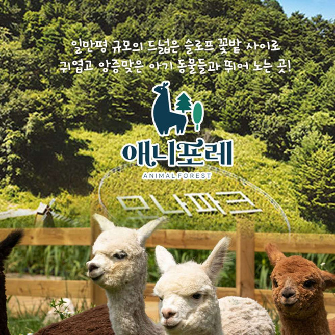 [강원] 모나용평 애니포레 춘계시즌 입장권(3/3~7/16)