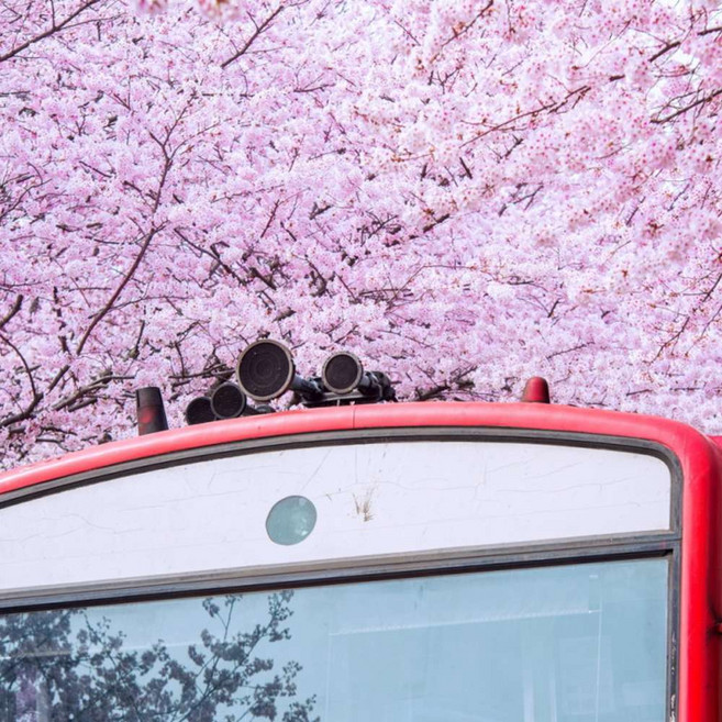 [진해] [서울출발/특가] 진해 벚꽃 축제 당일 버스투어 (진해 군항제)