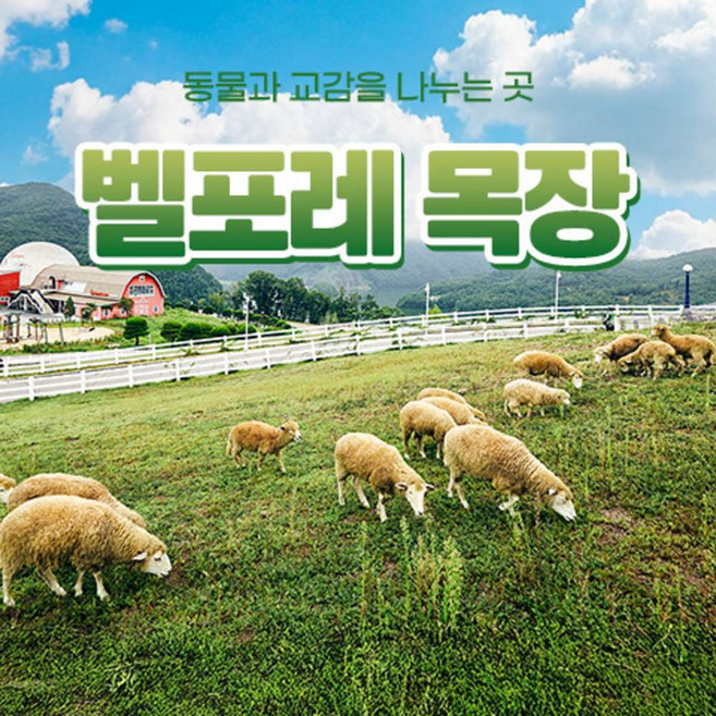 [충북] 벨포레 목장(~12/31)/벨포레리조트/양떼목장/먹이체험
