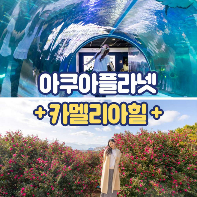 8위 - [제주] 아쿠아플라넷+카멜리아힐
