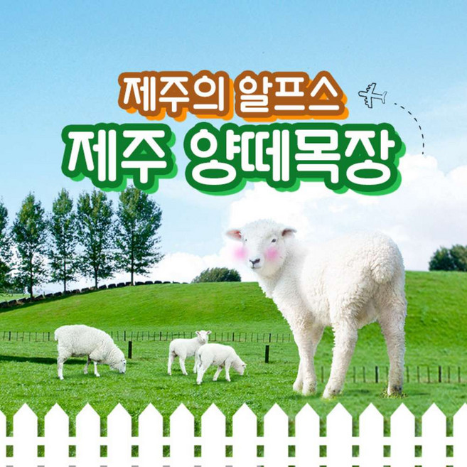 [제주] [제주] 양떼목장