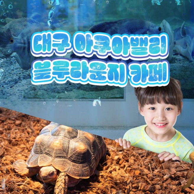 4위 - [대구] 아쿠아밸리 블루라운지 카페