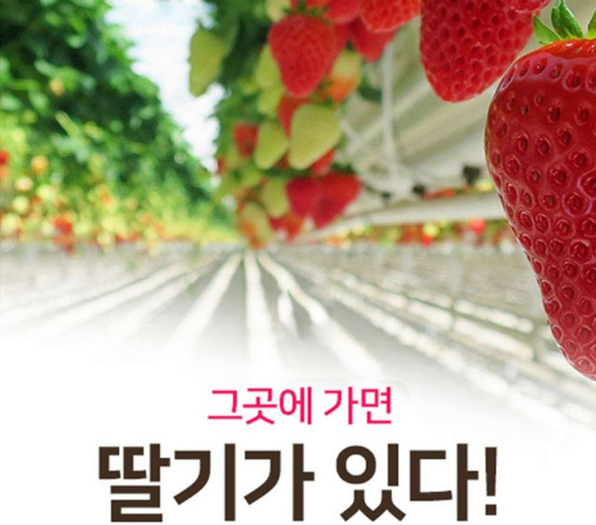 [파주] 월롱 딸기체험