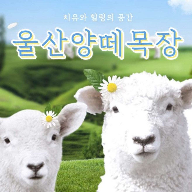 [울산] 양떼목장(울산가볼만한곳!~)