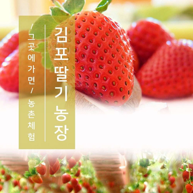 [김포] 영일딸기체험