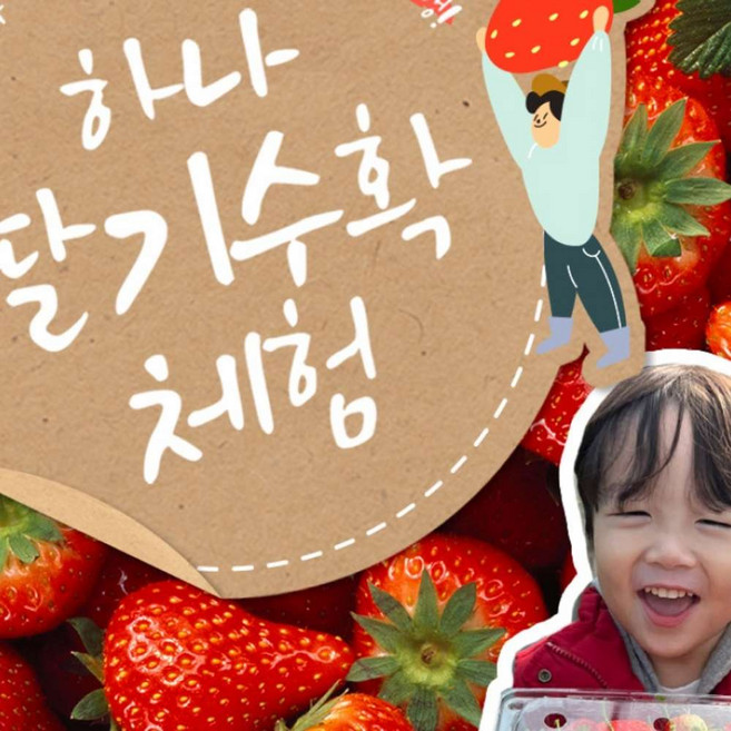 [양산] [양산] 하나 딸기수확체험(실내대기실+화장실완비)