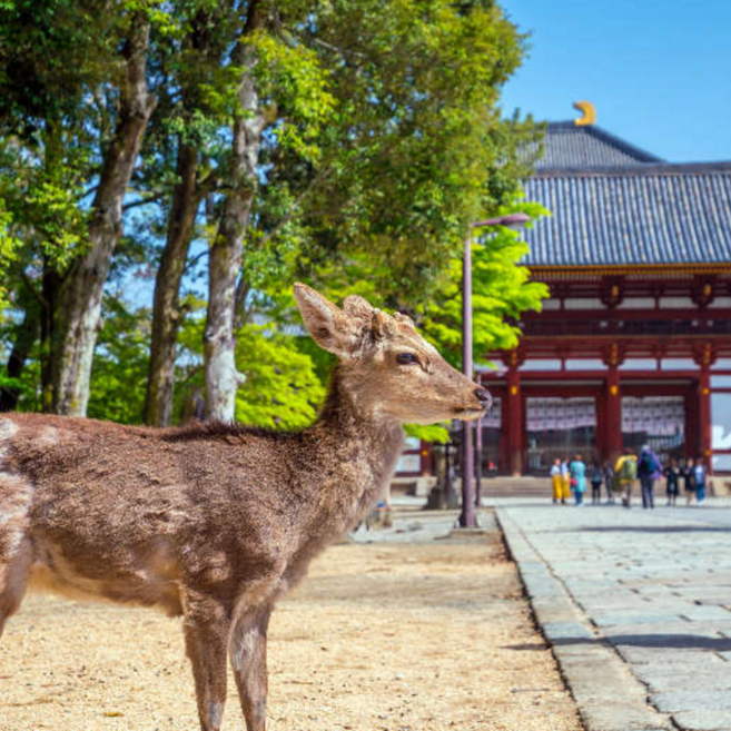 [일본 오사카] [나라/교토]오사카 출발 나라&교토 1일 버스투어 동대사 사슴공원 아라시야마 청수사