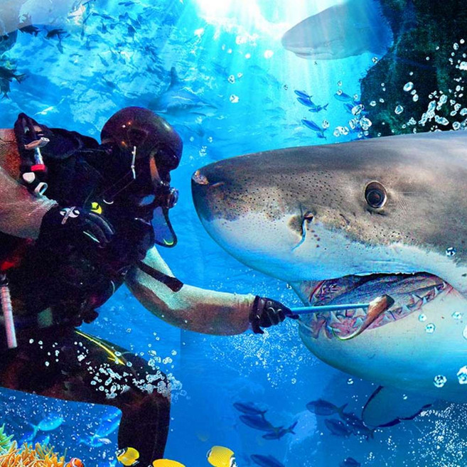 [부산]  아쿠아리움 입장권