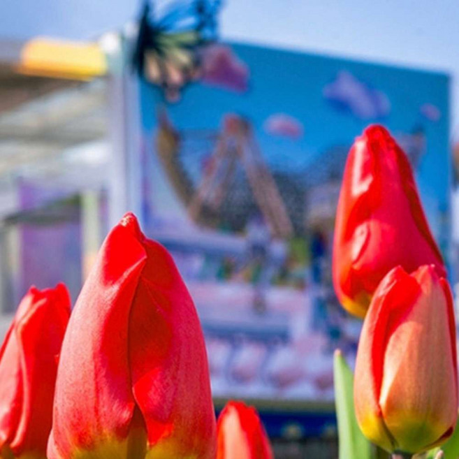 [용인] ☆기간한정☆ 에버랜드 종일이용권(~26/5/31)