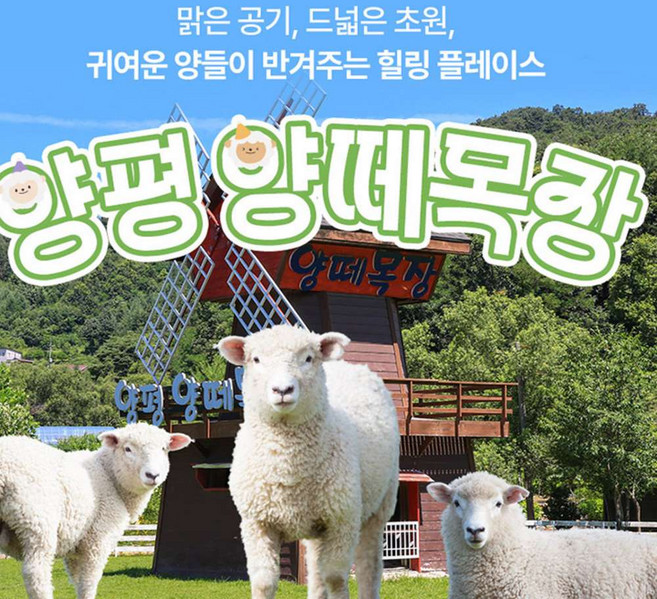 [경기] 양평 양떼목장 특가