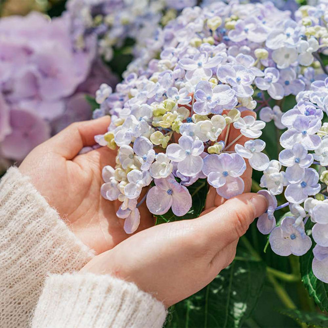 [제주] 카멜리아힐(26.01.01~26.12.31)				