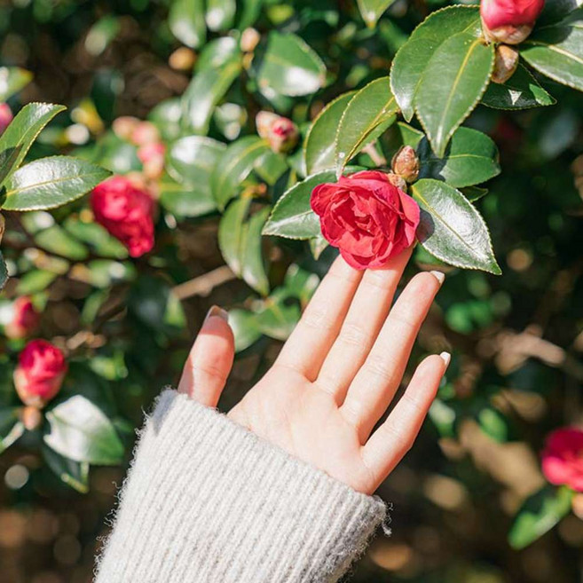 [제주] 카멜리아힐(26.01.01~26.12.31)				