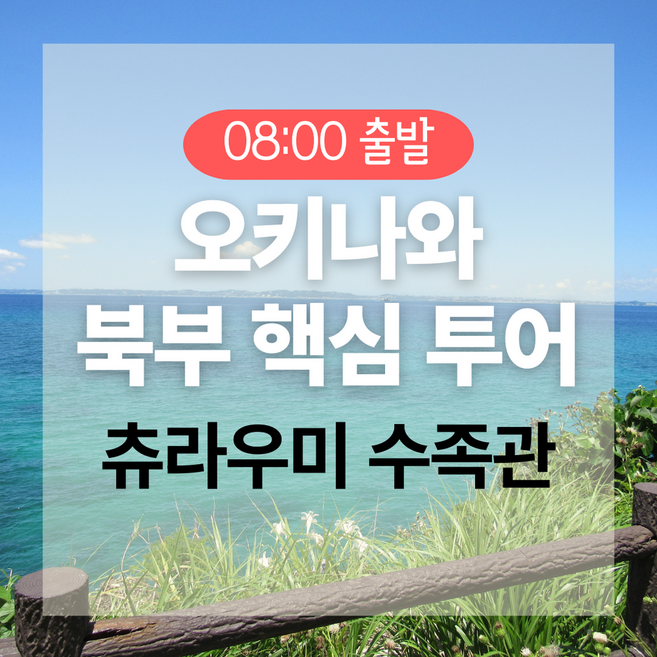 [오키나와] [오키나와] 북부 1일 버스투어 (만좌모·코우리대교·츄라우미수족관)