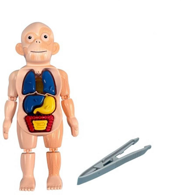 의사의 꿈을키우는 인체학습인형 아기퍼즐 입체블럭, 2개