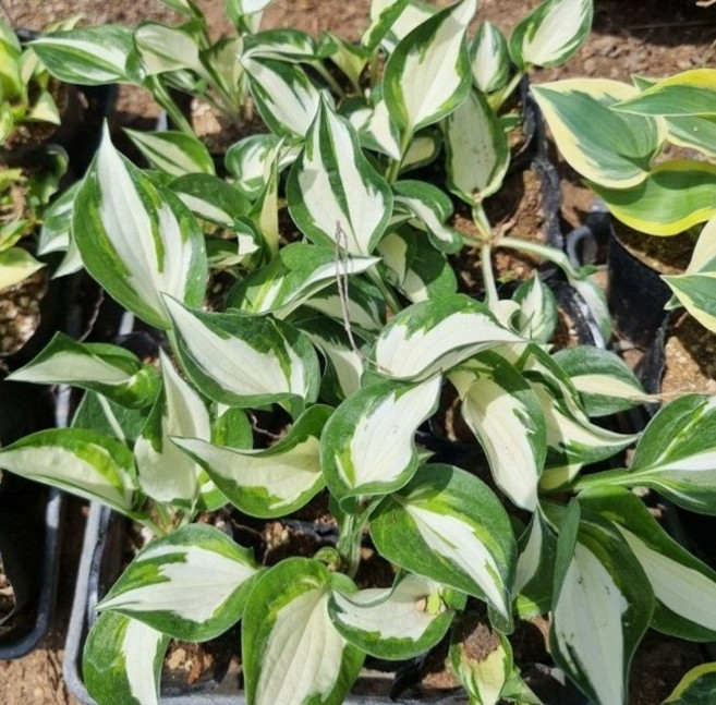 호스타 나이트비포크리스마스 포트묘 꽃나무 유실수 조경수(TH), 1개