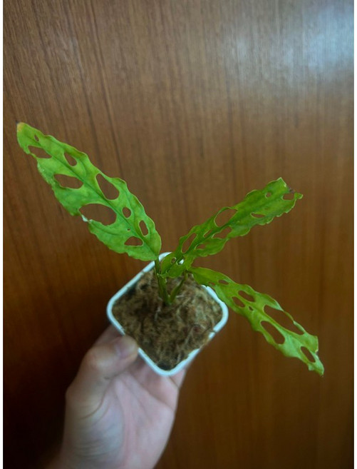 【小蔡的木作坊】Monstera obliqua 簡稱obq-最破的頂級洞洞龜背芋屬 龜背芋 珍稀植物夢幻的植物, 3寸盆大尺寸成熟表現, 1個