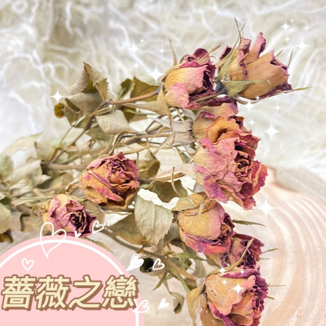 乾燥花束 (星辰/滿天星/情人草/卡斯比亞) 永生花 情人節禮物 生日禮物 拍照道具背景 餐廳佈置, 多頭薔薇(5支)