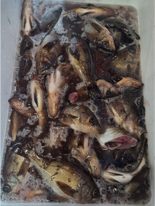 낚시로 잡아서 직접 손질한 생물 볼락, 1개