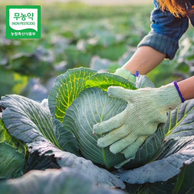 10위 - [생활의참견] 국내산 친환경 무농약 양배추, 1세트, 2kg