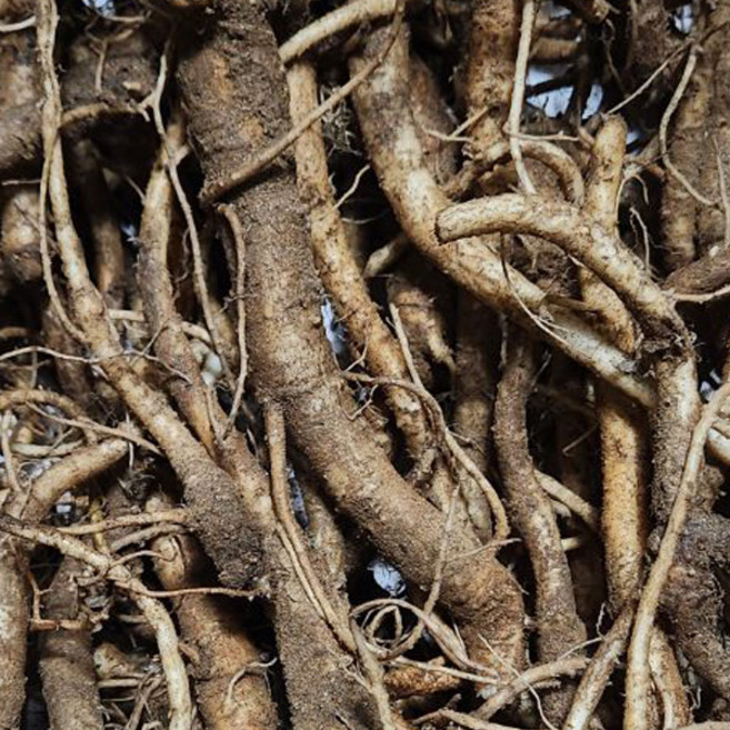 신토불이 자연산 약용 암벽도라지 /내륙 장생도라지 / 건조도라지 / 선물용/담금용/작품용, 1개, 400g