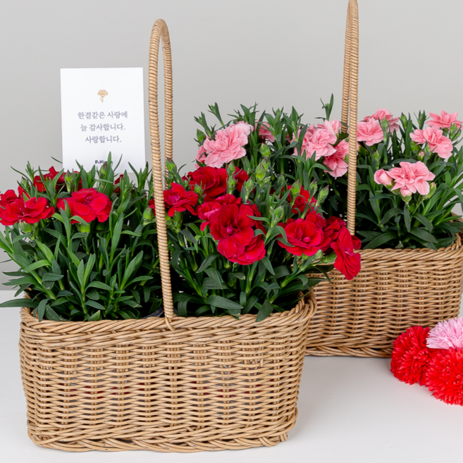 피플랜트 어버이날 향기 카네이션 생화 꽃바구니화분세트 배달 꽃다발 선물 스승의날, 레드 향카네이션 2개+사각라탄+감사메시지픽 SET, 1개