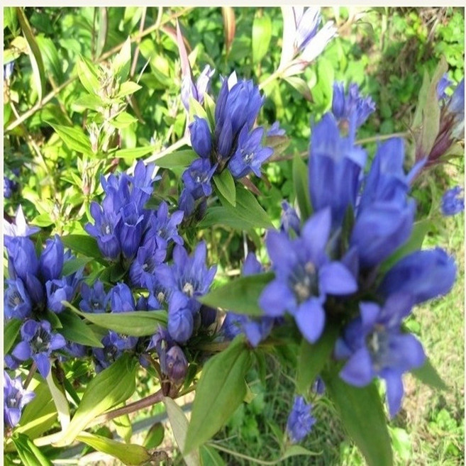 [씨앗편지]칼잎용담( 모종4포트 노지월동 다년초), 1개